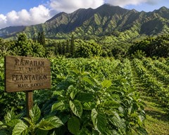 Mamaki & Dandelion Herbal Tea Blend | Caffeine-Free Loose Leaf | Made in Hawaii