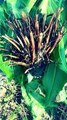 Skunk Cabbage Root Dry 4oz Herbal Medicine