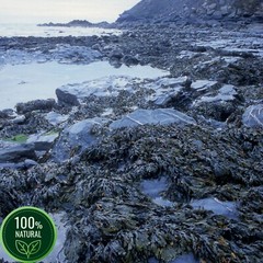 Bladderwrack Capsules 500mg | 60ct Seaweed Supplement | Natural Thyroid Support