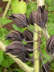 Martynia Annua, Griffe De Lion /lion Claw’s Seed (10 Claws in Pack)