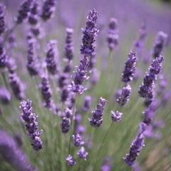 Lavender Extract Lavender Tincture RELAX – CALM – SLEEP – Made in the USA