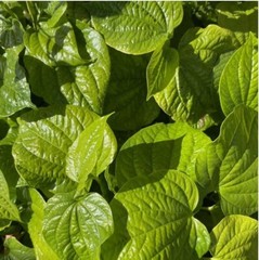 Fresh Betel Leaf 50 Leaves ORGANIC – FROM FL, USA (VIETNAMESE lá lốt)