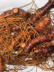 Bloodroot – Whole Dried Root, 2026 Wild Roots – 1 Oz. (Sanguinaria canadensis)