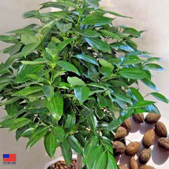 30 True Ceylon Cinnamon Tree Seeds Cinnamomum verum Fast Growing Seeds FREE SHIP