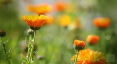 WholeSALE!! ORGANIC Calendula Marigold Flowers PREMIUM Dried Whole-4 oz, 1 lb.