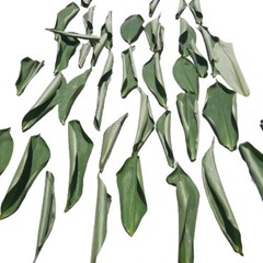 Insulin Plant whole leaves 150g Dried Organic Costus igneus Costaceae.