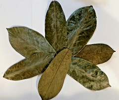 Guanabana Leaves, Cell Regeneration- Immune boost-fight inflammation 25g