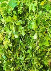 JAMAICAN DOG BLOOD HERB(FERTILITY BUSH )RIVINA HUMILIS
