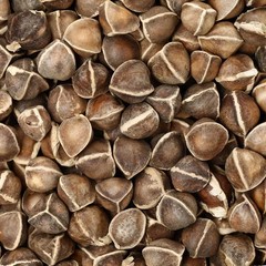 Organic Moringa Seeds | Moringa Oleifera | Dried, Non GMO, Edible,Planting