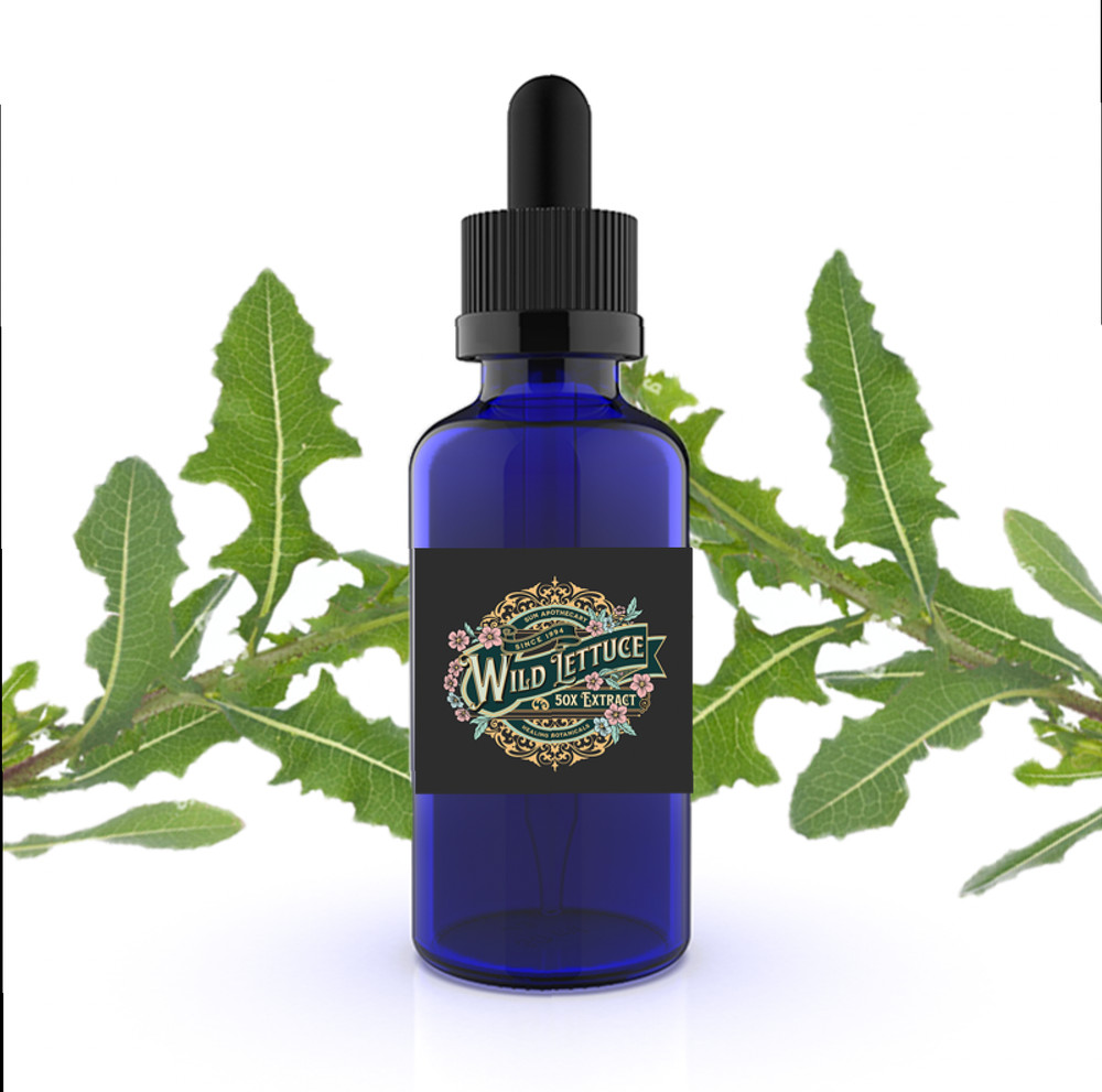 Wild Lettuce Extract (Lactuca Virosa) Organic Herb Liquid Extract