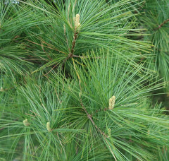White Pine Needle Tincture – Wild Organic Pine Extract