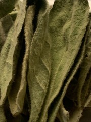Sample 2 Whole Leaf Organic Mullein Fresh Forest Harvest Slow Naturally Dried