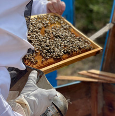 Natural Bee Propolis | 100% Organic 2026 | Pure bee products | 400 g / 14 oz