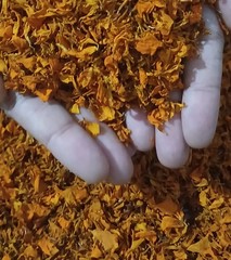 Dried Marigold Flower Petals Natural Herbal Skin Care Tea Tagetes erecta Organic