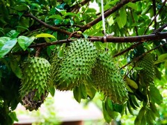 Dried Graviola Leaves, Dried Soursop Tea Leaves, Hojas de Guanabana 2 oz & 4 oz