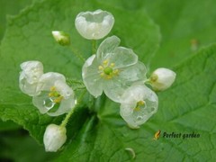 5 Seeds Diphylleia Grayi Skeleton Flower White Crystal Petals Perennial Plants