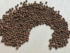 Rivea Corymbosa, Bulk All Natural Viable Untreated Seeds ~ Schmerbals Herbals