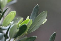 anti aging cleanser – OLIVE LEAF EXTRACT – digestive 2B
