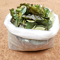 400+ ORGANIC Dried Soursop Leaves Herbal Tea Annona Hojas De Guanabana Graviola