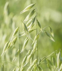 Oat Straw Powder 100% Pure Nerve Health Calm OatStraw Free Ship USA