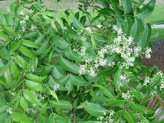 Freshly Picked Dried NEEM LEAVES Herbal Pure Organic Premium Quality Herb