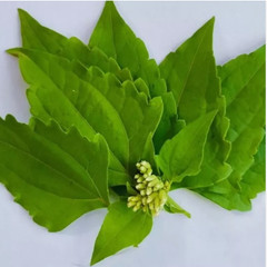 Dried Mexican Dream Herb CALEA ZACATECHICHI Lucid Pure 100% ORGANIC Herbal Tea