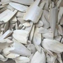 Samunder Fan / Samunder Jhaag / Sepiae Os / Samudri jhaag Whole Pure Natural