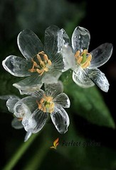 5 Seeds Diphylleia Grayi Skeleton Flower White Crystal Petals Perennial Plants