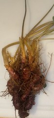 Bloodroot – Whole Dried Root, 2026 Wild Roots – 1 Oz. (Sanguinaria canadensis)