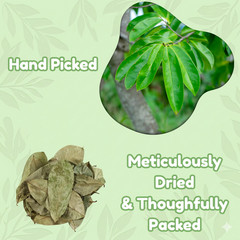 Soursop leaves, soursop leaf – 2 oz – Natural organic graviola leaves for tea