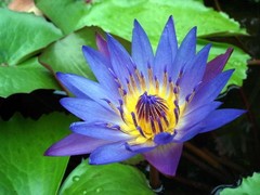 4 oz. Blue Lotus Flowers Sacred Lily Nymphaea Caerulea Organic (Thailand)
