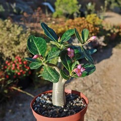 5 Desert Rose Seeds Mixed colors Adenium obesum Houseplant FREE SHIPPING