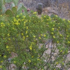 Creosote Bush (Larrea tridentata) Fresh leaves and twigs -8 oz- chaparral