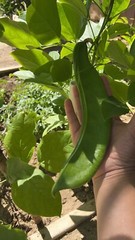 8CT Dao Dou Sword Jackbean Seed, Red Semen Canavaliae Seed. 8粒刀豆种子，2023年产新种子