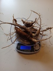 Wild New York Catskill Mountain Region Ginseng Root 29.5 Grams Fresh