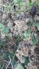 Mexican Dream Herb Calea Zacatechichi Lucid Dream Herbal Plant Seeds