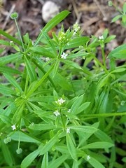Cleavers Tincture/Extract / wild harvested in MN / X-STRAIGHT / 3:1 herb ratio