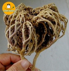 (75g) Flower Of Maryam Chaste Tree Herbs Palm Of Mary عشبة كف مريم