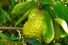 Graviola Soursop 4:1 powder 16oz(453g) Freeze Dried Kosher Antibacterial SoFruta