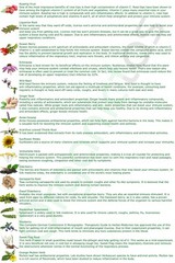 BOOST IMMUNE SYSTEM SUPPORT TEA – 17 selected natural herbs recipe w. Benefits