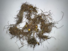 Wild Goldenseal Root Dried Whole 2026 Appalachian Harvest 1 Oz.