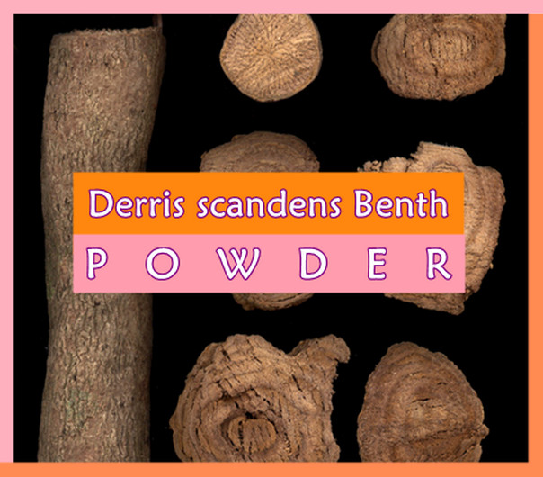Derris scandens Benth Powder Jewel vine Nature Herb From Thailand by Tracking NO