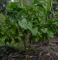 75+ Dried Noni Leaves Ahu Morinda Citrifolia | Organic Natural Herbal Leaf