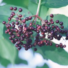 Organic ELDERBERRIES Whole | Elder Berry | Sambucus Nigra | 2oz/4oz/8oz/16oz