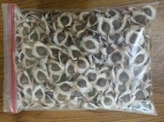 1000 Organic Moringa Seebs | Moringa Oleifera | Dried, Non GMO, Edible,Planting
