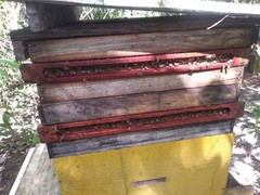 Brazilian Red Propolis 30g | Natural Extract for Immune Support