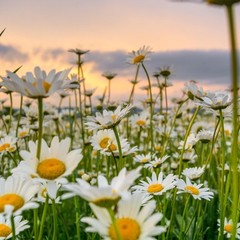 ORGANIC CHAMOMILE | Sleep | Relax | Stress | Anxiety | Digest | Immune | Unwind