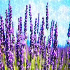 LAVENDER FLOWER With Absolutely No Additives High Potency 100 Vegetarian Capsule