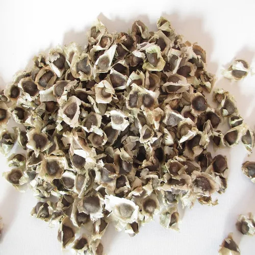 Moringa SEEDS Ayurvedic Herbal Dried Moringa Oleifera Botanical Free Shipping
