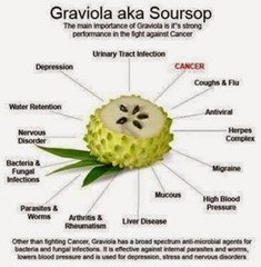 GRAVIOLA EXTRACT 120 Capsules Soursop Annona Muricata Antioxidant Health anamu
